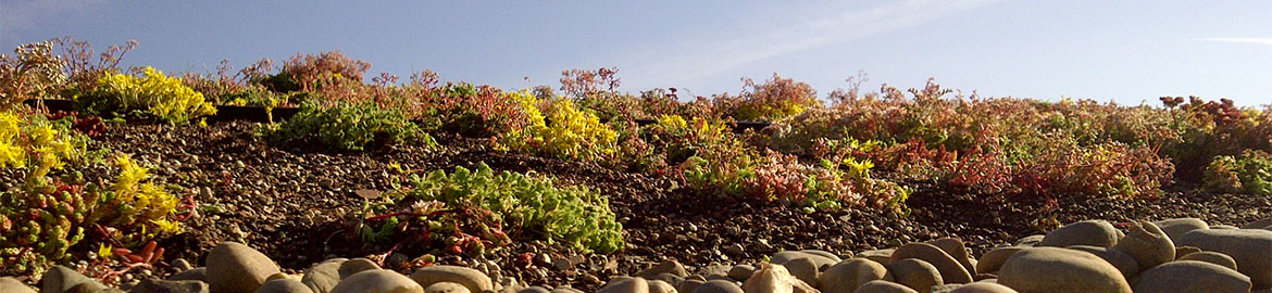 Green Roofs